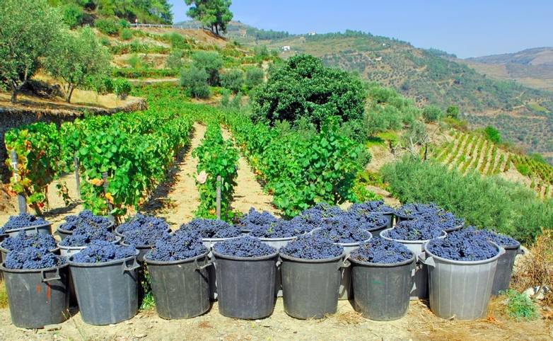 Portugal, Douro valley, Pinhao: Grape harvest