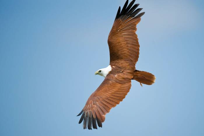 Brahminy Kite.jpg