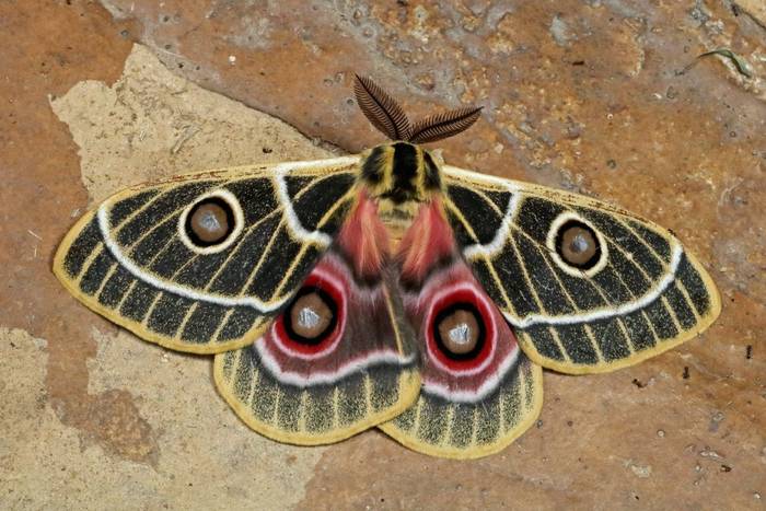 Zaddachi's Emperor Moth (Bunaeopsis zaddachi) © Laura and Bobby Bok, April 2023