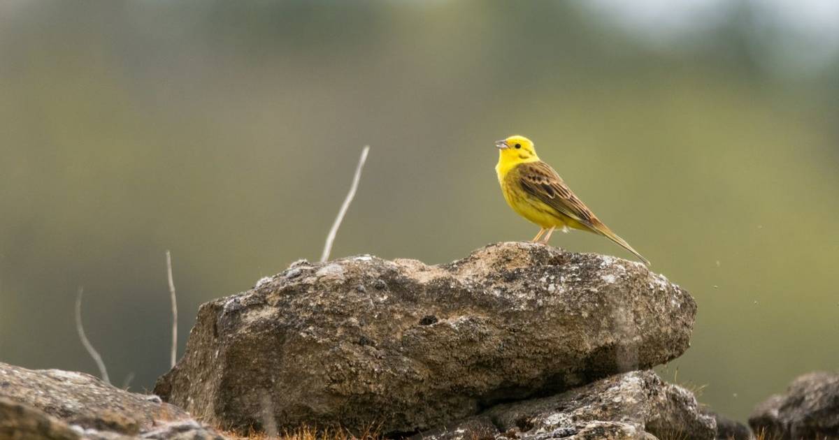 Male songbird in the bunting family (Emberizidae), with bright yellow head and breast