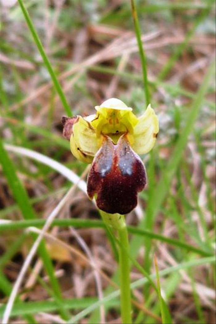 Ophrys sulcata, Talairan