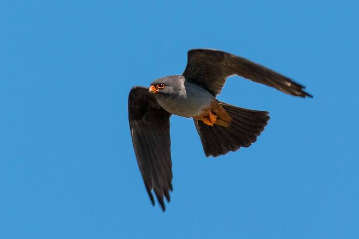 Red-Footed Falcon (Ian Tulloch)