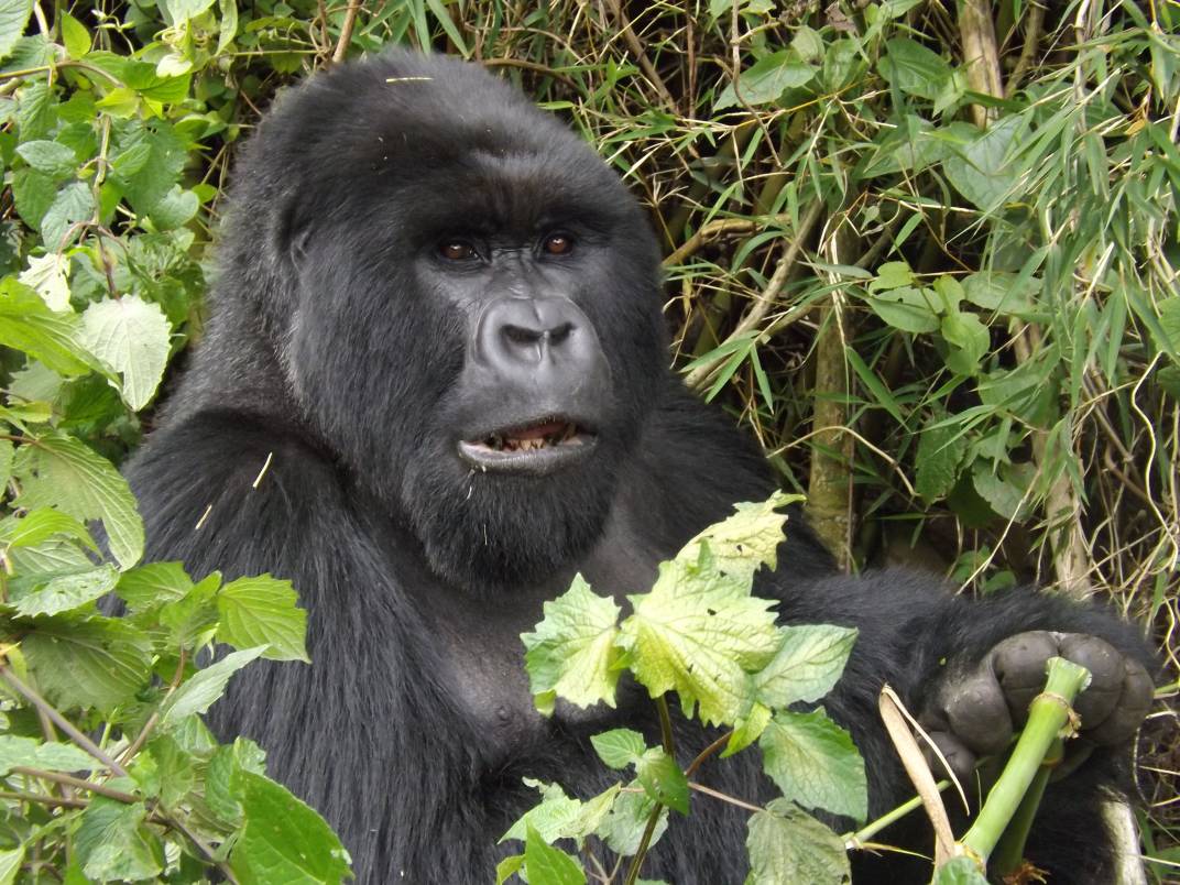 Mountain Gorillas