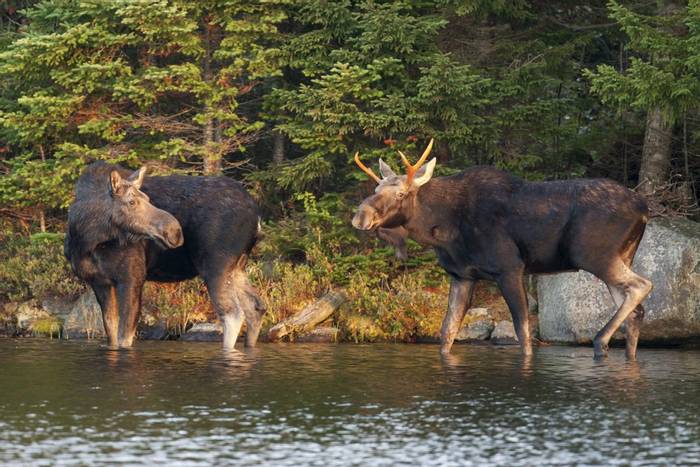 Moose,-Maine,-USA-shutterstock_605448086.jpg