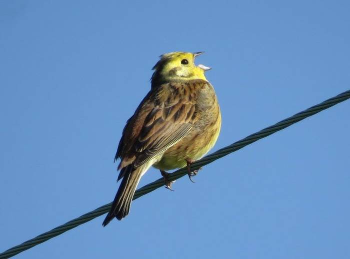 yellowhammer Gower.jpg