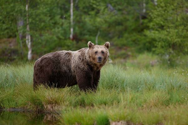 Brown Bear (2)