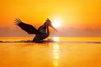 Dalmatian pelican,  Lake Kerkini, Greece  shutterstock_1241772925.jpg