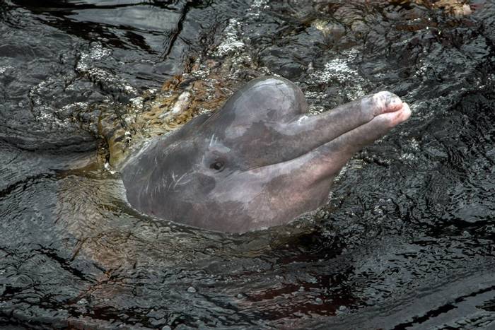 Amazon River Dolphin (Lee Morgan) (2)