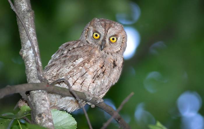 Eurasian Scops Owl