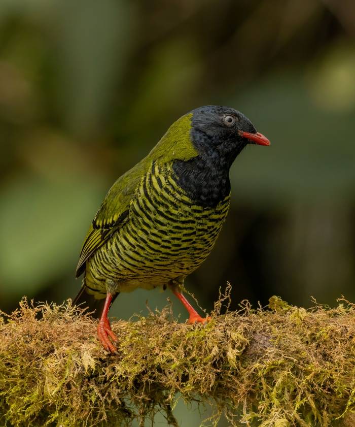 Barred Fruiteater © Francisco Munoz.jpg