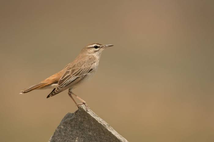 Rufous-tailed Scrub-robin