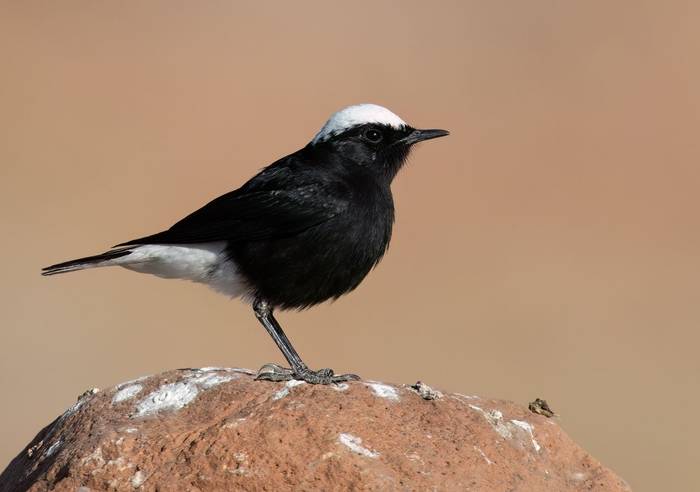 White-crowned Wheatear © Chris Griffin