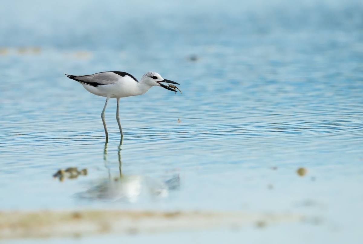 Crab Plover Shutterstock 1190743573