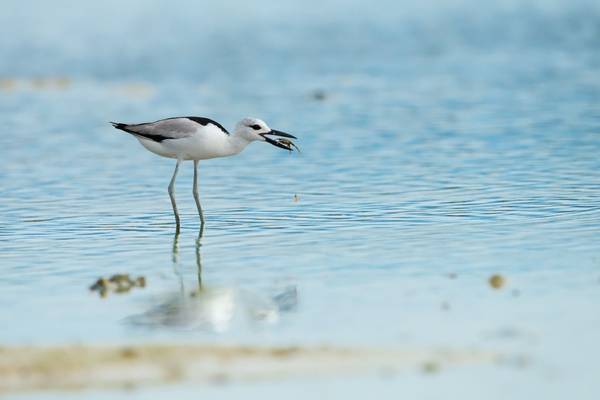 Crab Plover Shutterstock 1190743573