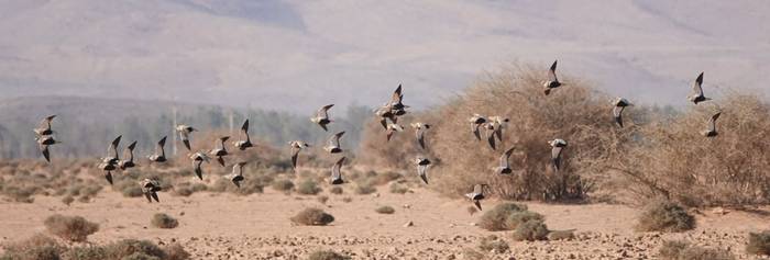 Black-bellied Sandgrouse © Martin Pitt, December 2025 tour