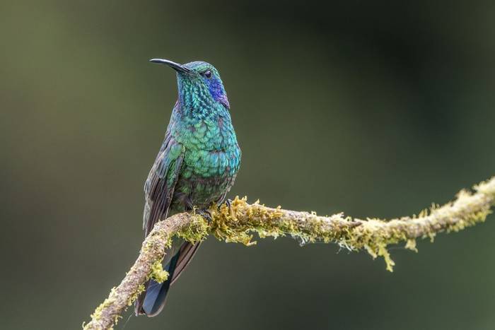 Lesser Violetear, Paraiso Quetzales, Costa Rica, 25 March 2022, KEVIN ELSBY FRPS.jpg