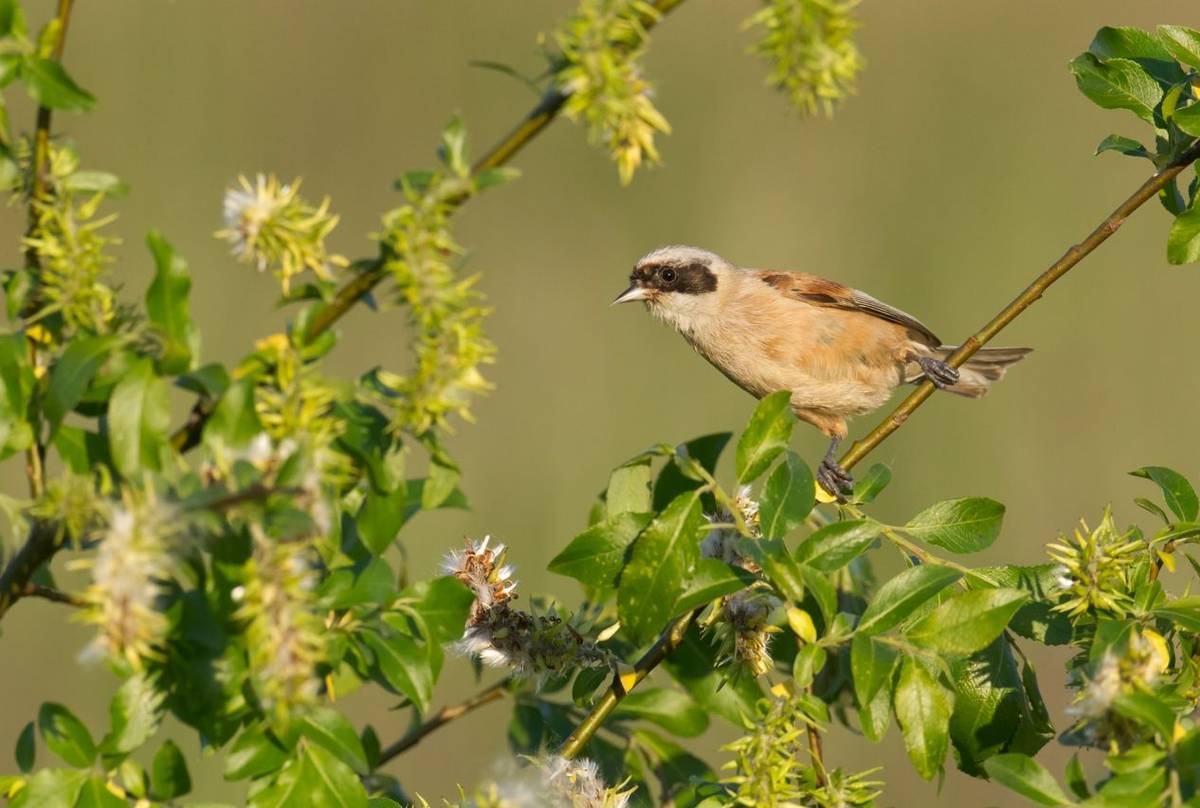 Penduline Tit Shutterstock 351420947