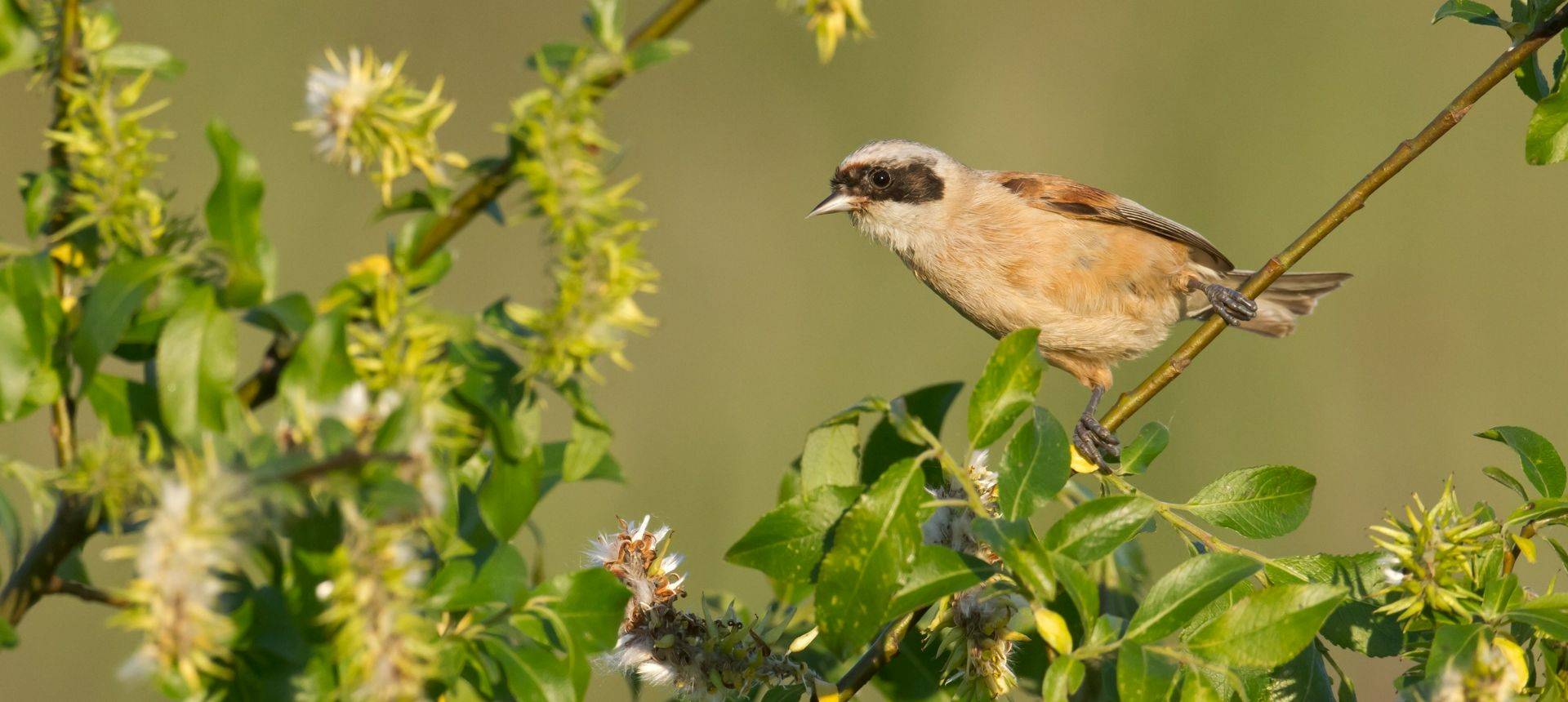 Penduline Tit Shutterstock 351420947