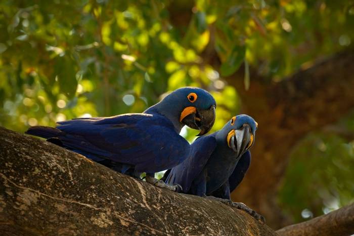 Hyacinth Macaws, Brazil Shutterstock 388186888