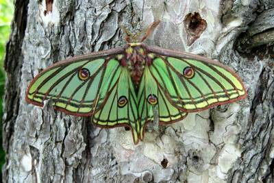 Spanish-Moon-Moth