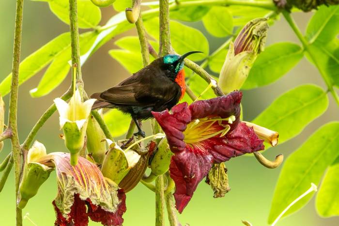Scarlet-breasted Sunbird © Carole and David Clarke, February 2026 tour
