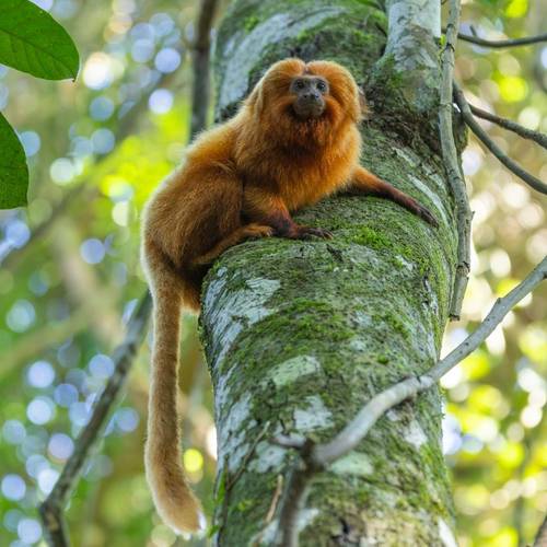 Golden Lion Tamarin