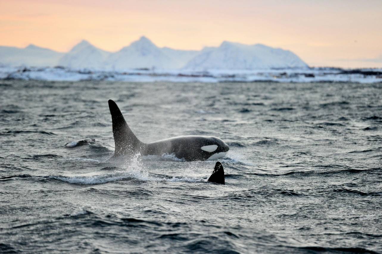 norwegian travel whale watching