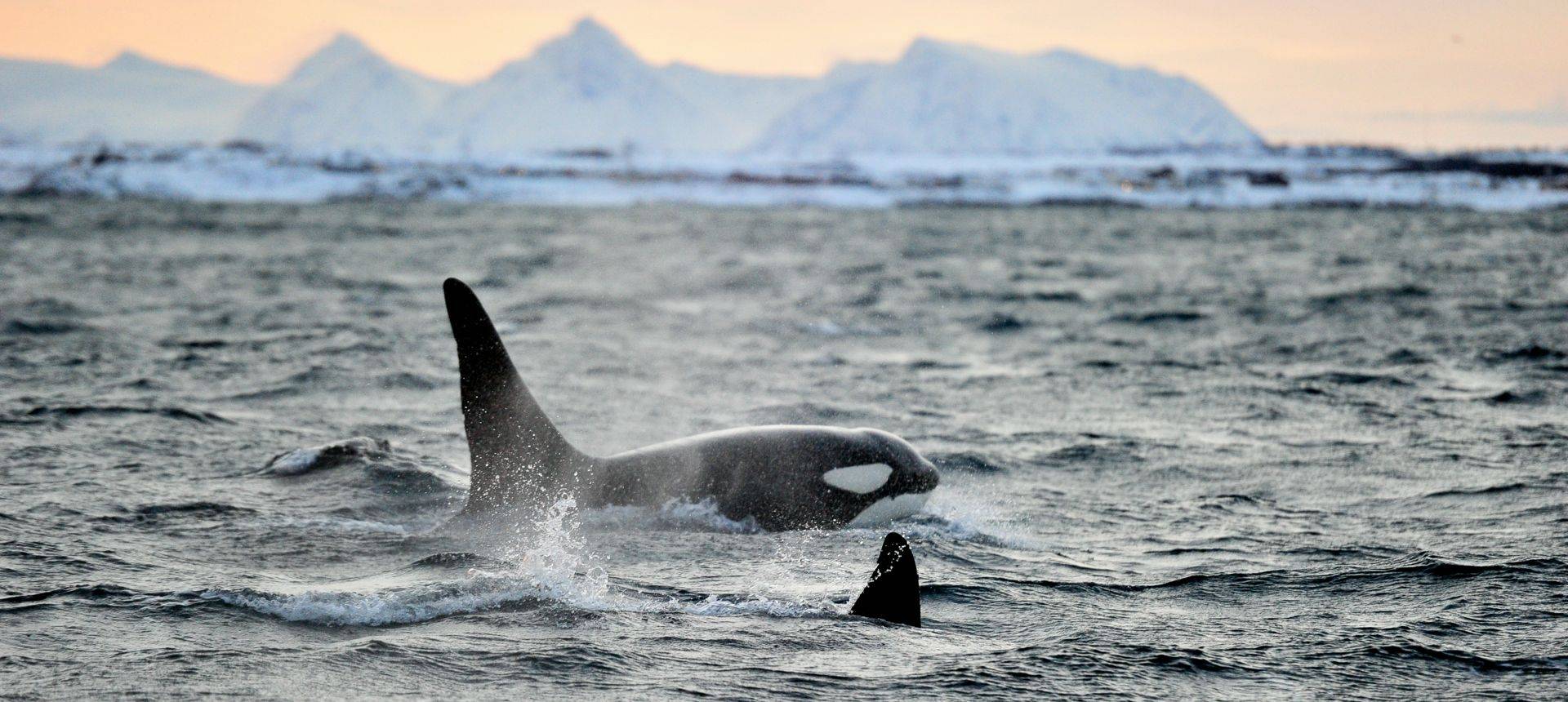 Orca, Norway Shutterstock 587367881