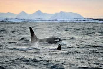 Orca, Norway Shutterstock 587367881