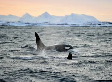 Norway: Orcas, Humpbacks & Northern Lights -  A Winter Arctic Cruise