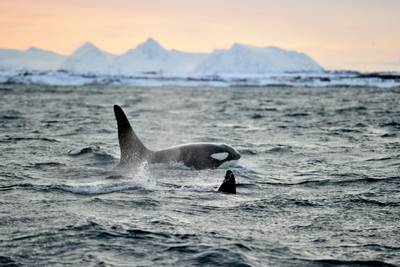 Writing Competition – Orcas on an Arctic Morning