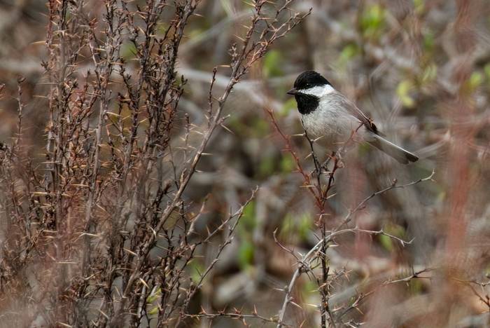 Sombre Tit © Chris Griffin, May 2025.jpg