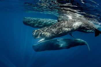 Sperm-Whale-pod,-Azores-shutterstock_506379340.jpg