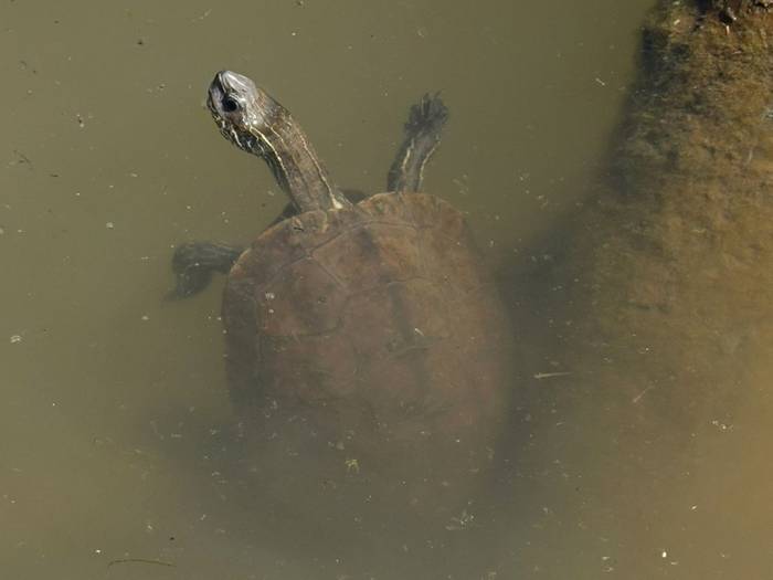 Balkan Terrapin (Mauremys rivulata) © Pieter Bouma, May 2025 tour