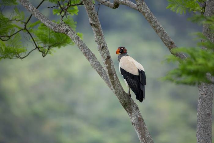 King Vulture