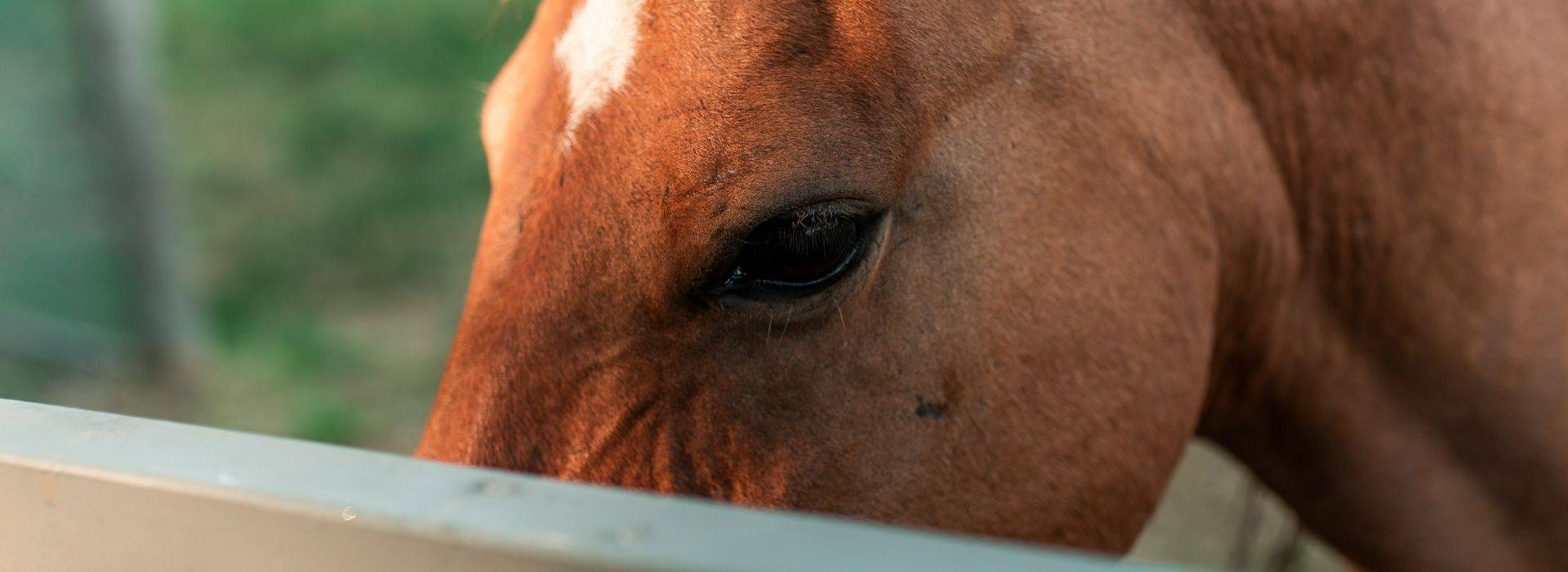 Landsby_spirit horse.jpg