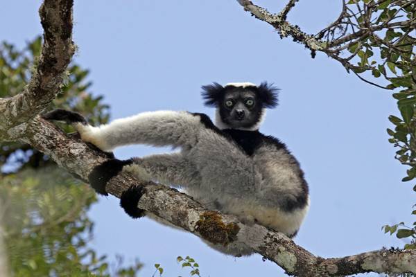 Indri shutterstock_1298743381.jpg