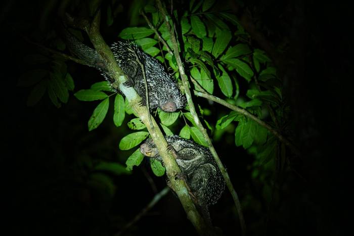 Long-tailed Porcupine © A J Bradshaw, March 2026 tour