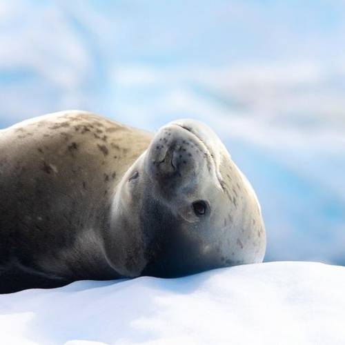 Leopard Seal