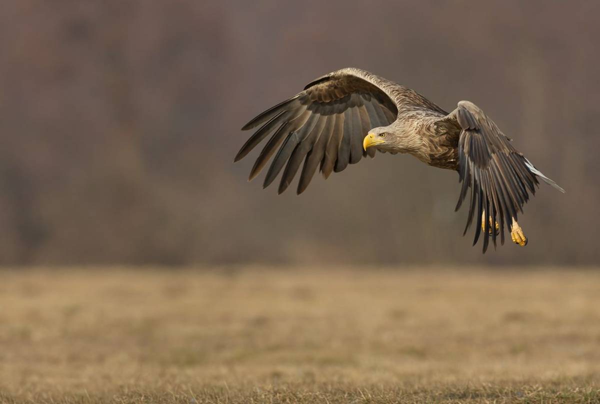 White Tailed Sea Eagle. Shutterstock 228942451