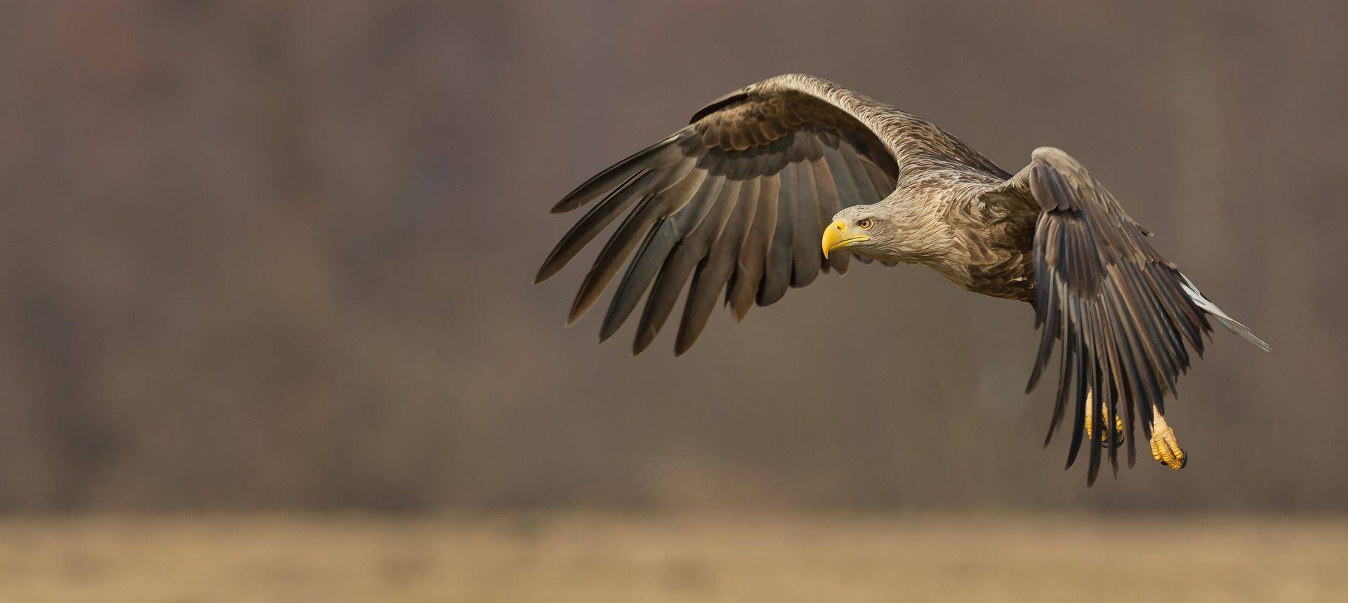 White Tailed Sea Eagle. Shutterstock 228942451