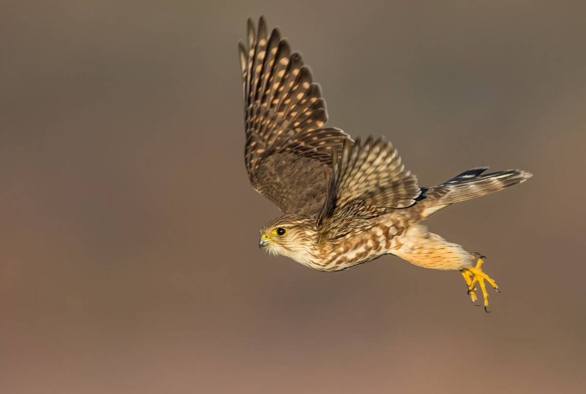 Female Merlin shutterstock_193864391.jpg