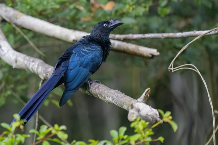 Greater Ani © Jaime Culebras, February 2024 tour