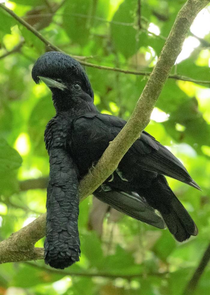 Amazonian Umbrellabird (Nathaniel Dargue).jpg