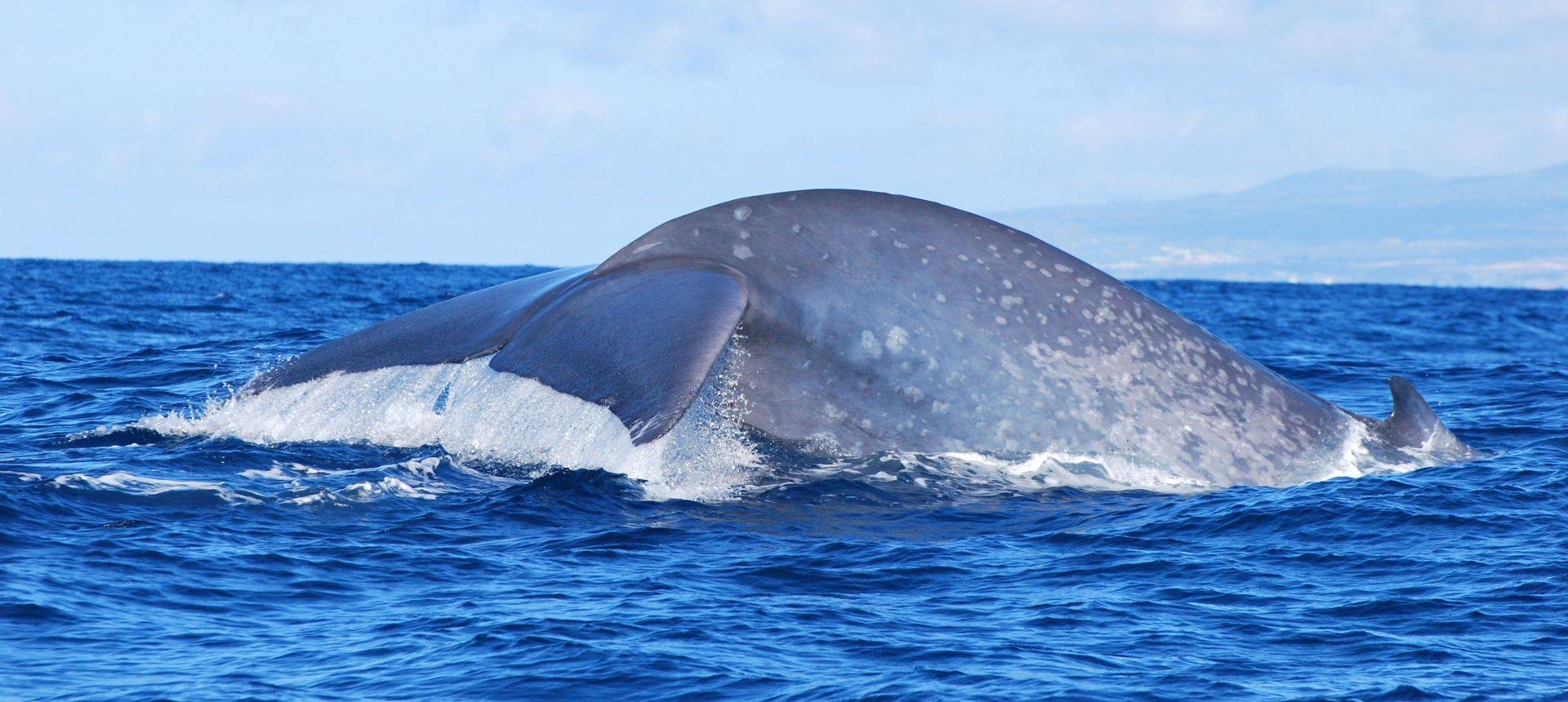 Blue Whale