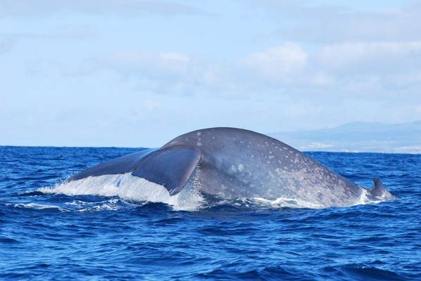 Blue Whale