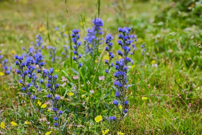 Viper’s Bugloss