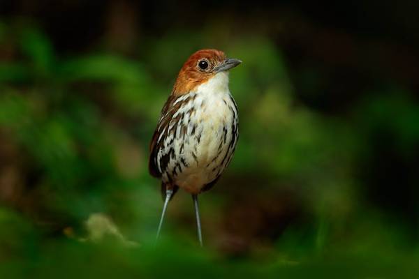 Chestnut-crowned antpitta Colombia shutterstock_341754272.jpg