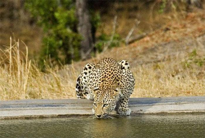 Leopard (Leon Marais)