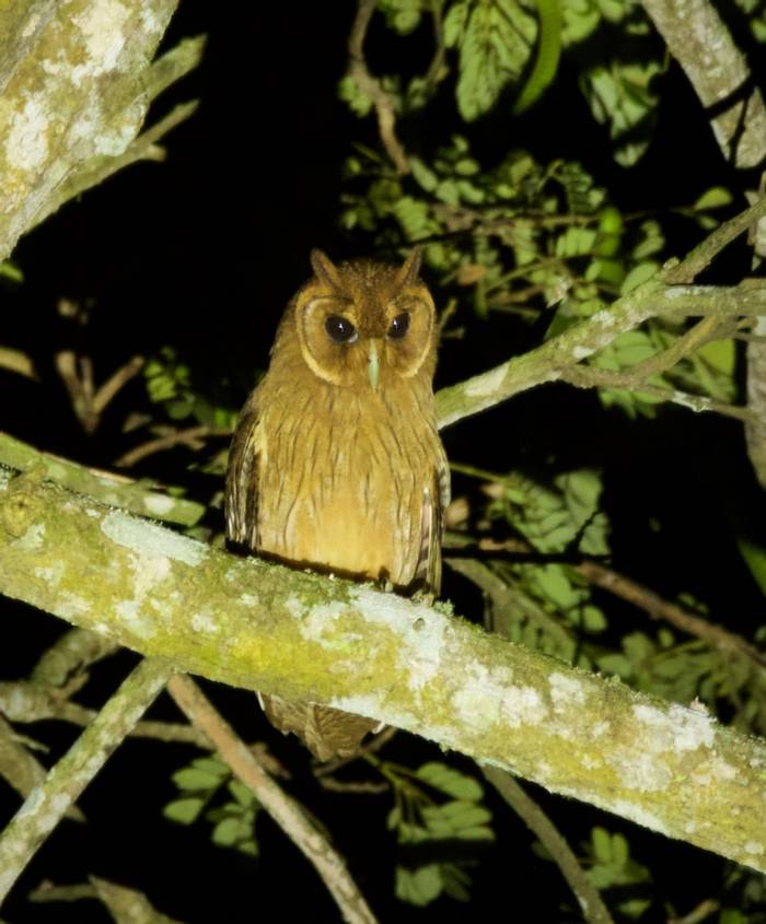 Jamaican Owl © Nigel Erlynne
